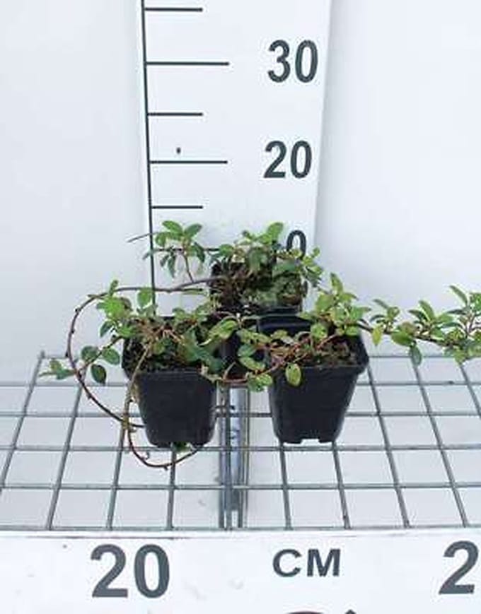 12x Dwergmispel 'Major' - Cotoneaster damm. 'Major' (radicans) | 9x9 cm pot