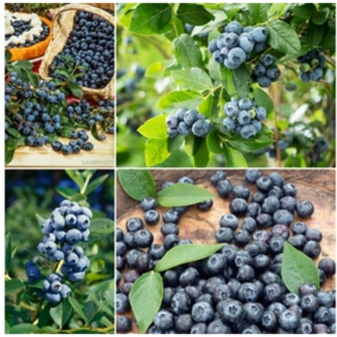 Blauwe bes planten: 4