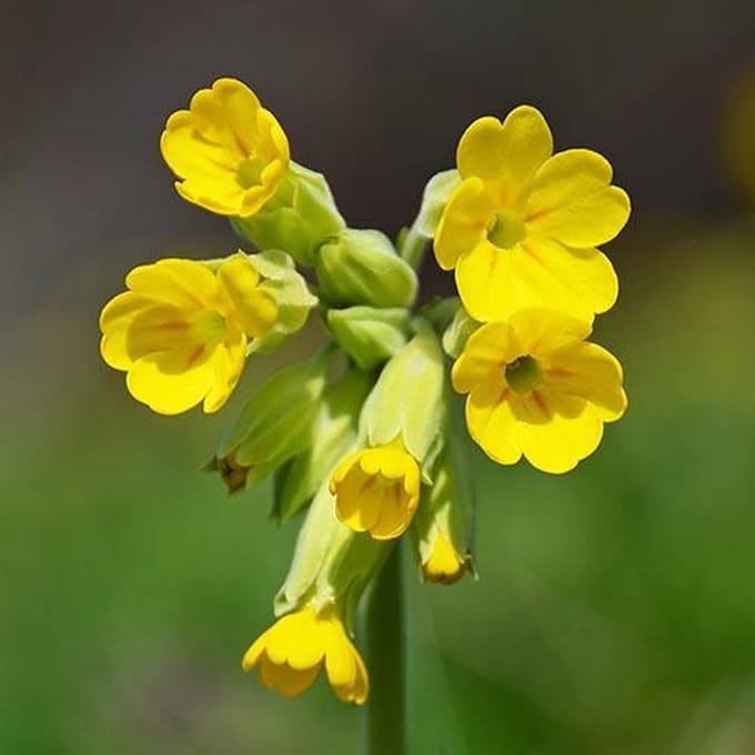 Primula zaden - Sleutelbloem