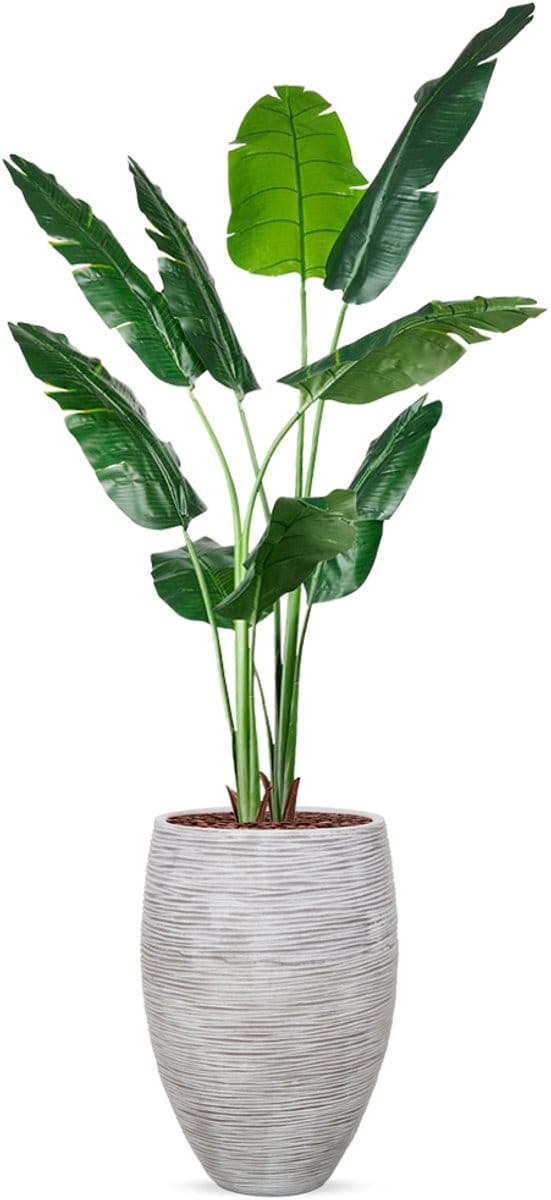 Kunstplant Strelitzia in Vaas elegant Rib ivoor H210 cm