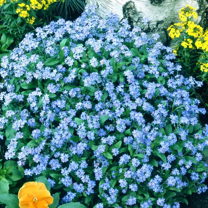Sluis Garden - Vergeet me niet Indigo Blue