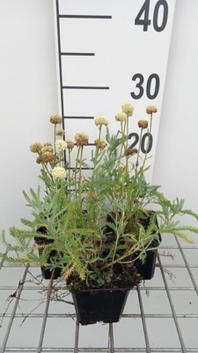 6x Heiligenbloem - Santolina cham. 'Edward Bowles' | 9x9 cm pot