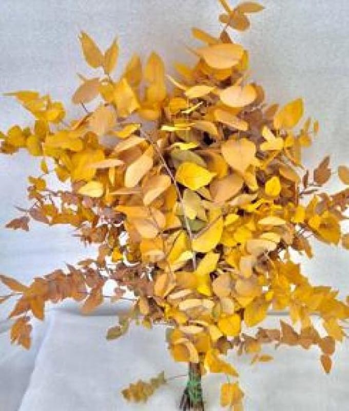 5x Dc eucalyptus stuart.geel gestabiliseerd 70cm