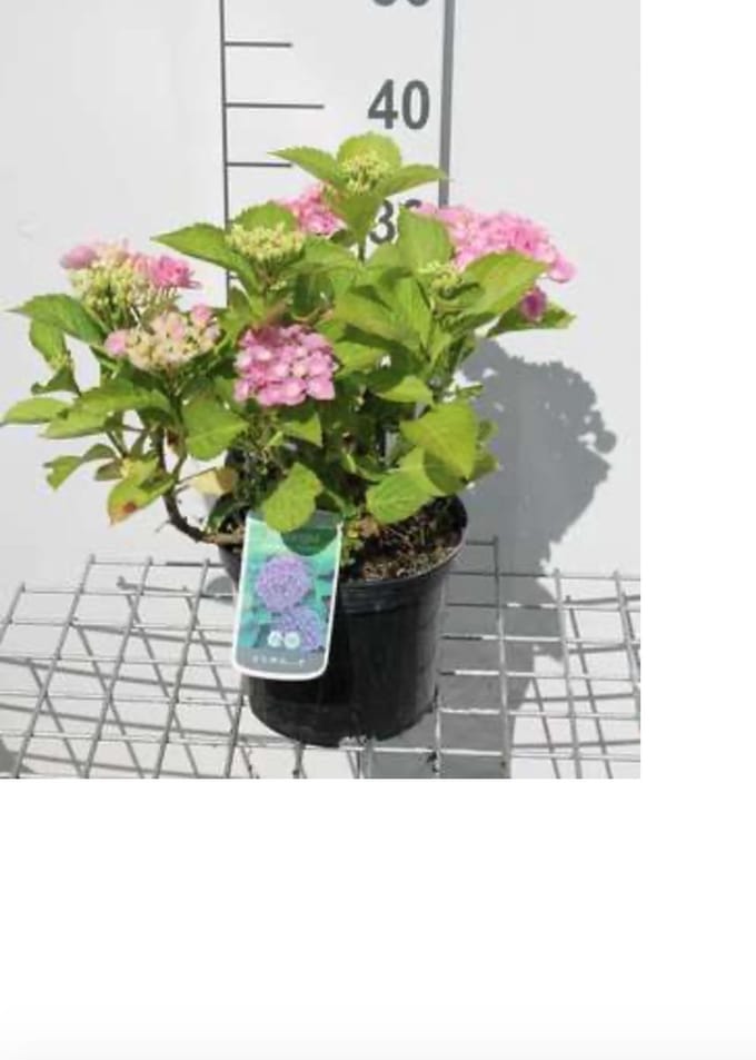 Hydrangea macrophylla 'Bodensee' - Boerenhortensia, Bolhortensia 25 - 30 cm in pot