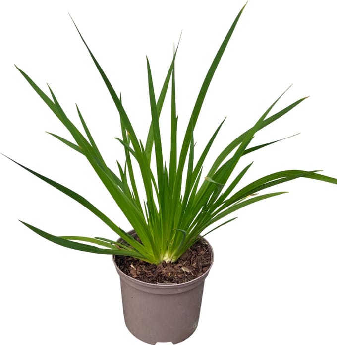 Libertia grandiflora - Schijnlelie In pot 2 liter