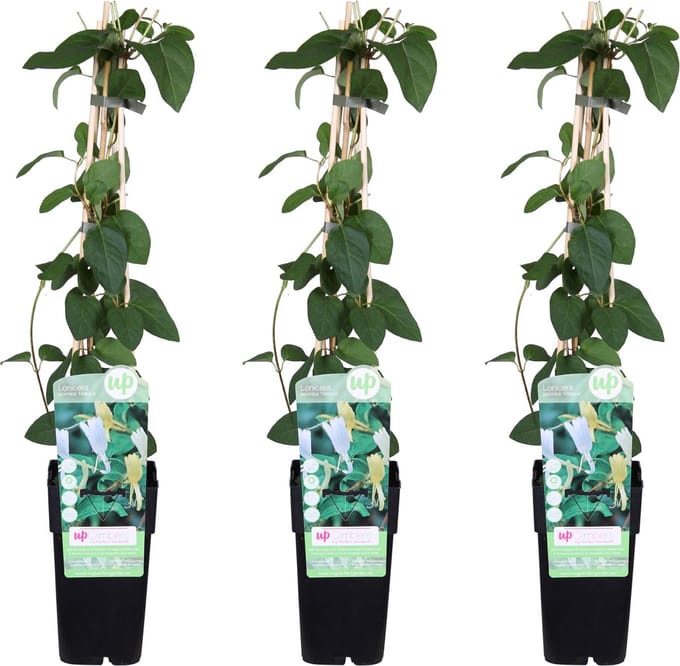 3x - Lonicera japonica 'Halliana' - ↨65cm - Ø15