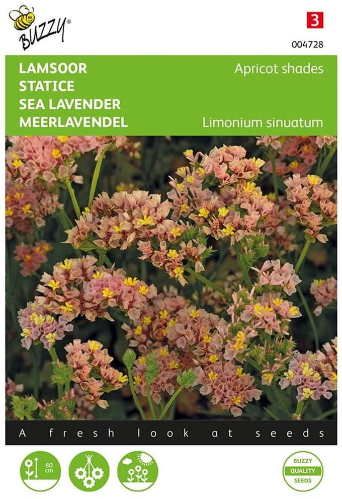 Buzzy, Lamsoor Apricot shades (Limonium)