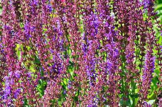 6x Salie - Salvia sylv. 'Dear Anja' | 9x9 cm pot