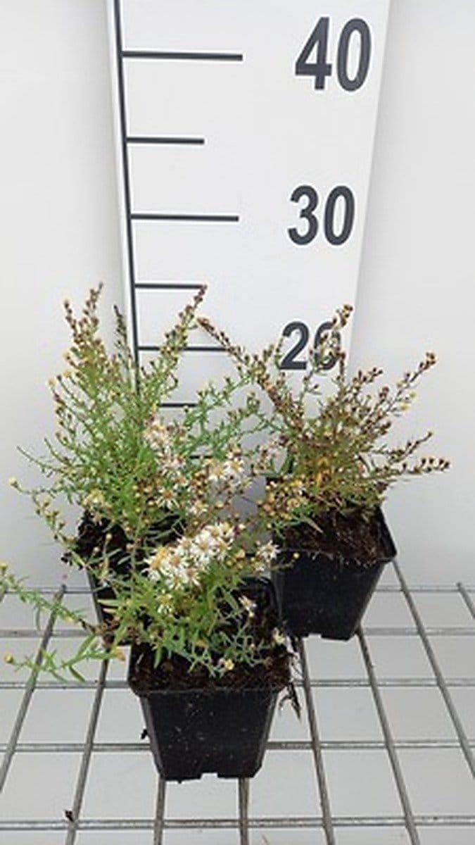 6x Aster - Aster eric. 'Golden Spray' | 9x9 cm pot