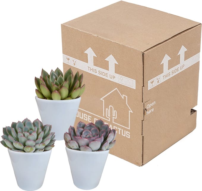Echeveria mix 8,5 cm in witte pot | 3 stuks