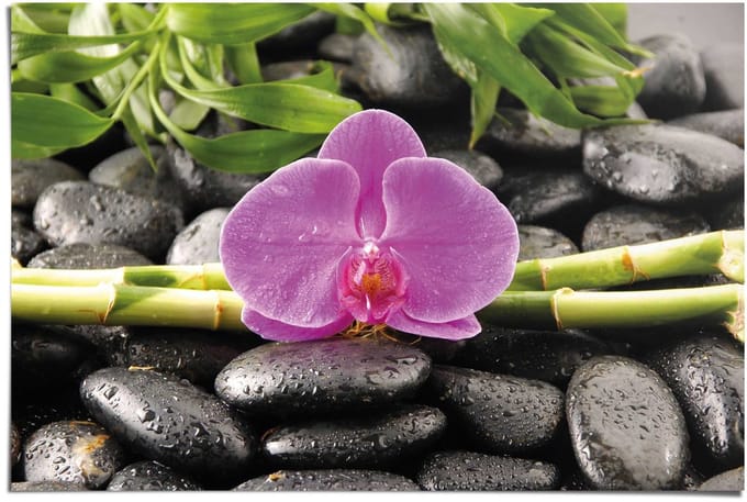 Poster Orchidee - 61 x 91,5 - Papier - REINDERS