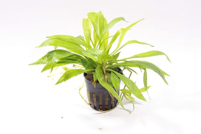 Moerings Echinodorus magdalenensis in 5 cm pot