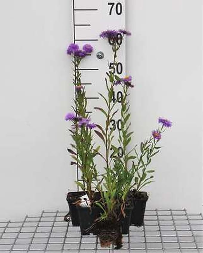 6x Fijnstraal - Erigeron hybr. Azure Beauty' | 9x9 cm pot