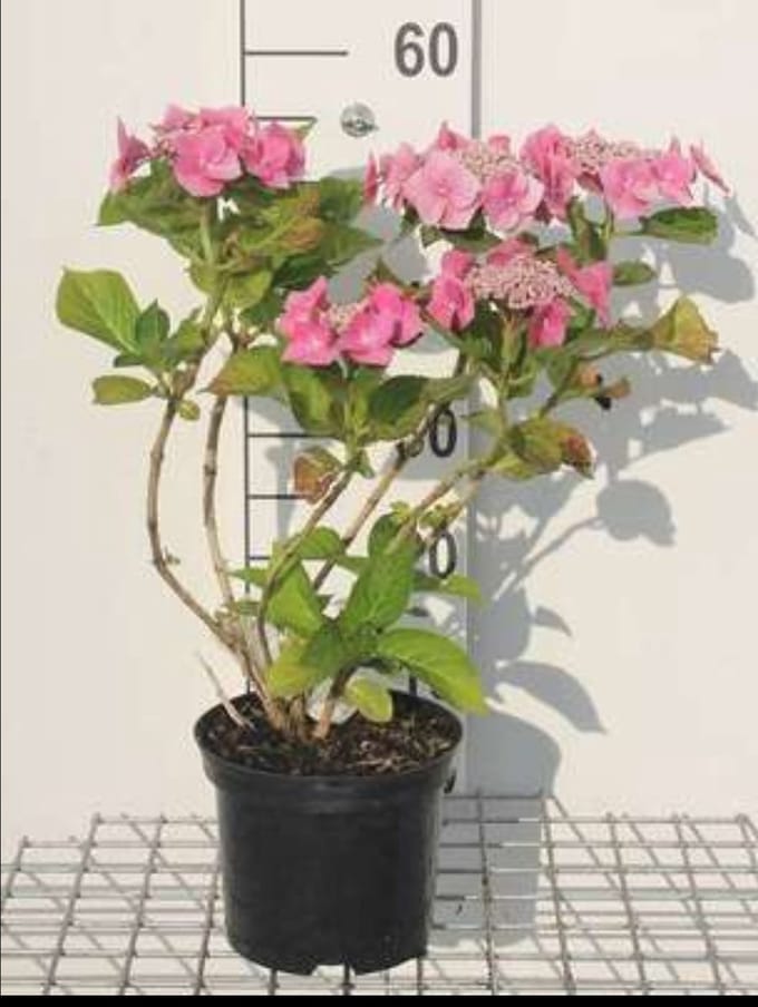 2 x Hydrangea 'Teller Pink' (roze/rose) - Hortensia 25- 30 cm in pot