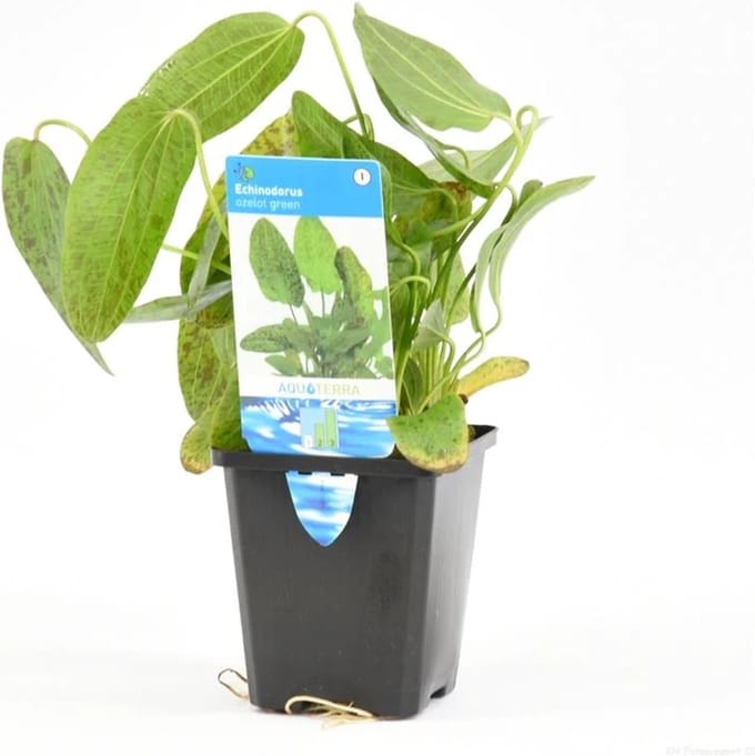 Moerings Echinodorus Ozelot groen in 9CM pot P9 Pot