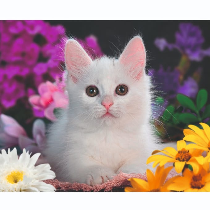 Ravensburger puzzel Schitterend katje - Legpuzzel - 100 XXL stukjes