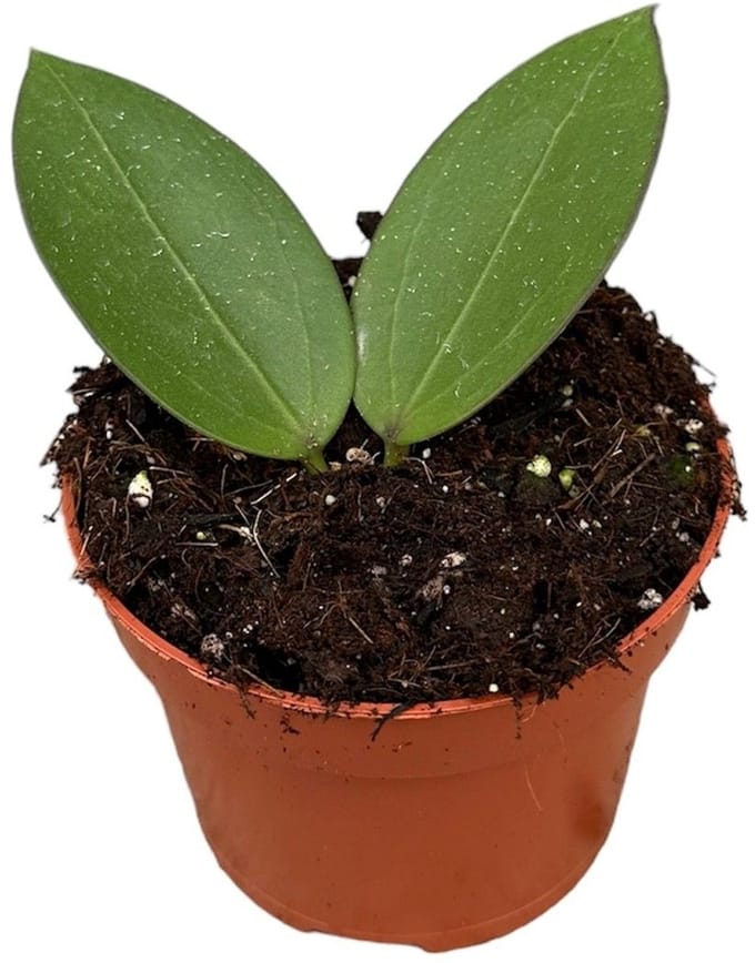Hoya Icensis Kamerplant Potmaat Ø10,5 cm |Vers Van De Kweker
