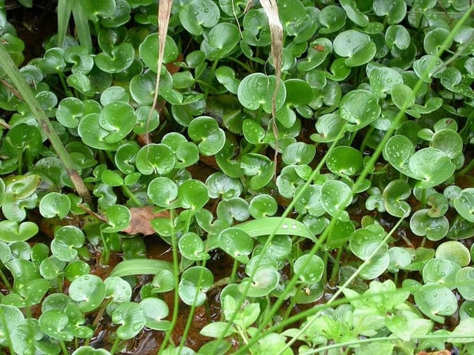 Moerings Heteranthera Reniformis | Modderweegbree | In Beker Medium
