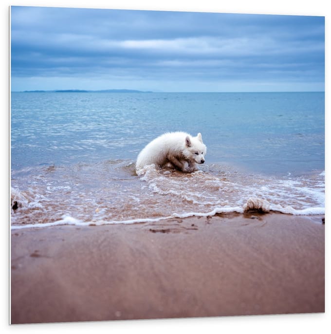 Forex - Witte Hond in de Zee - 100x100cm Foto op Forex