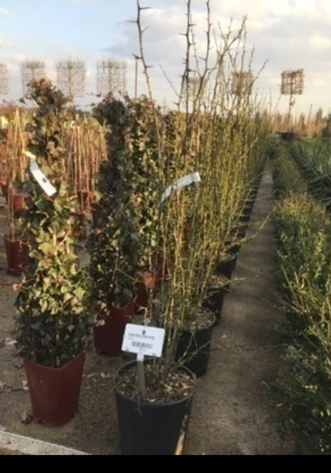 Poncirus trifoliata - Driebladige citroen 60- 80 cm in pot