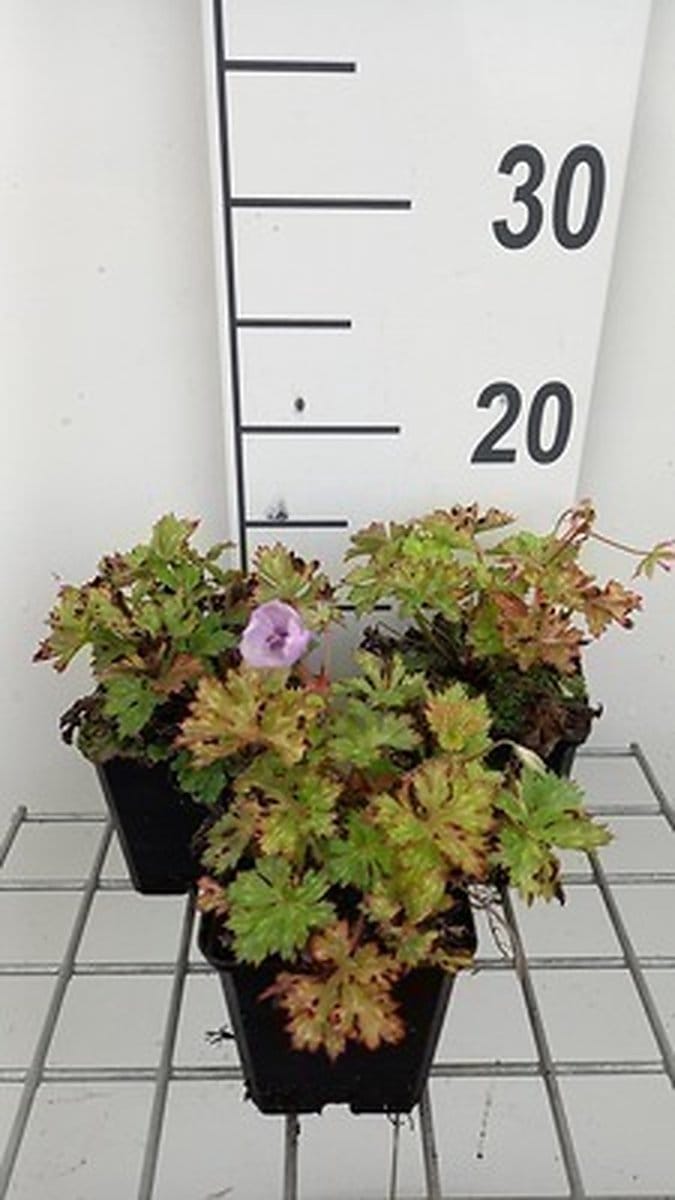 6x Ooievaarsbek - Geranium wall. 'Lilac Ice'® | 9x9 cm pot