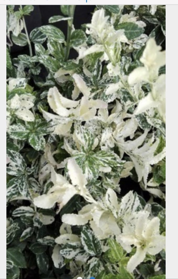 Euonymus fortunei 'Harlequin' - Kardinaalshoed, Kardinaalsmuts 20 - 30 cm in pot