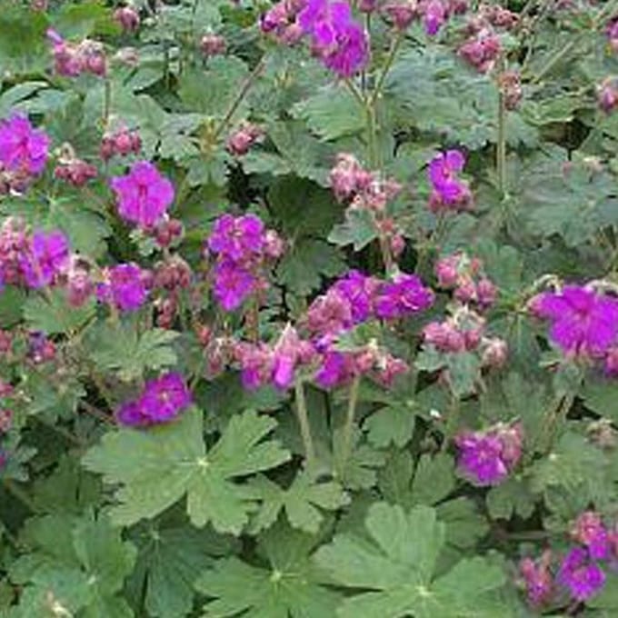 6 x Geranium Macrorrhizum 'Bevan's Variety' - Ooievaarsbek pot 9x9cm - Bodembedekker
