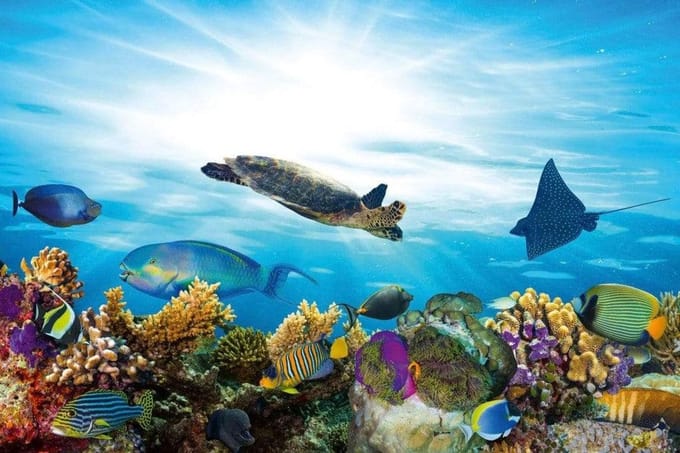 Fotobehang - Fish 375x250cm - Vliesbehang
