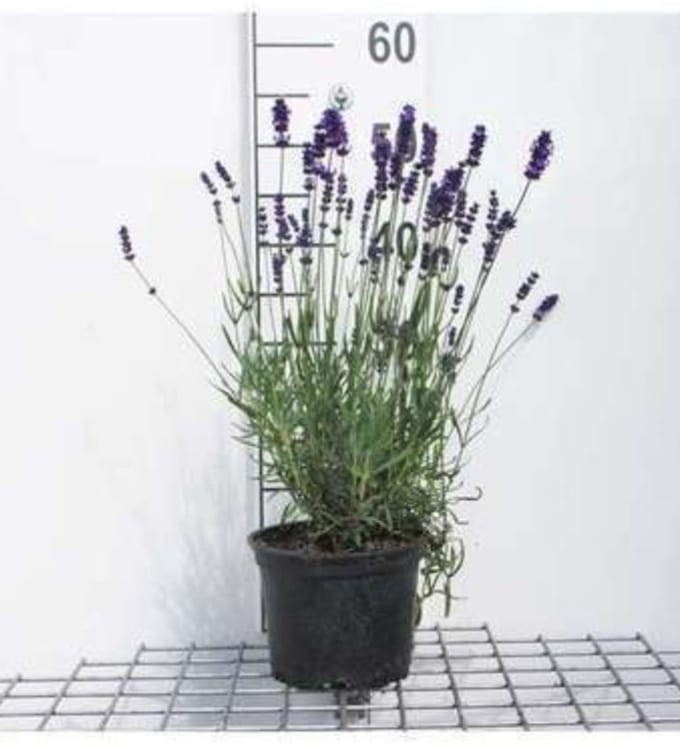 Lavandula ang. 'Hidcote' - Lavendel In pot 3 liter