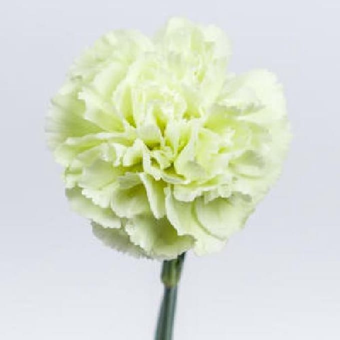 20x Dian.st.prado mint 70cm