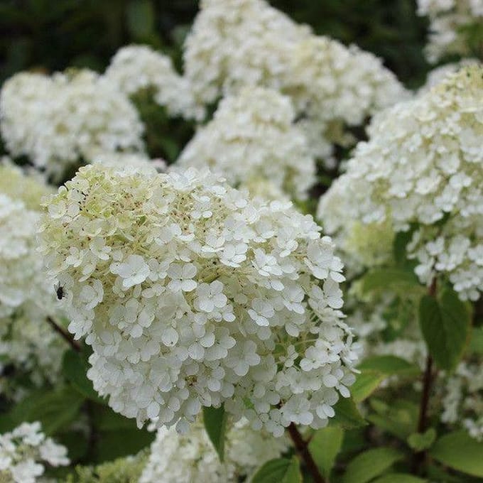 3x Hydrangea paniculata 'Bobo'® - Hortensia - Planthoogte 30-40 cm in pot