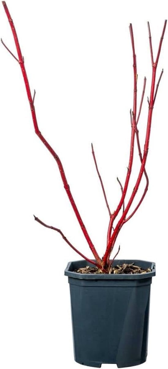 JUNAVERA Witte kornoelje Cornus alba 'Sibirica' | 12 cm pot | 35 cm bij levering