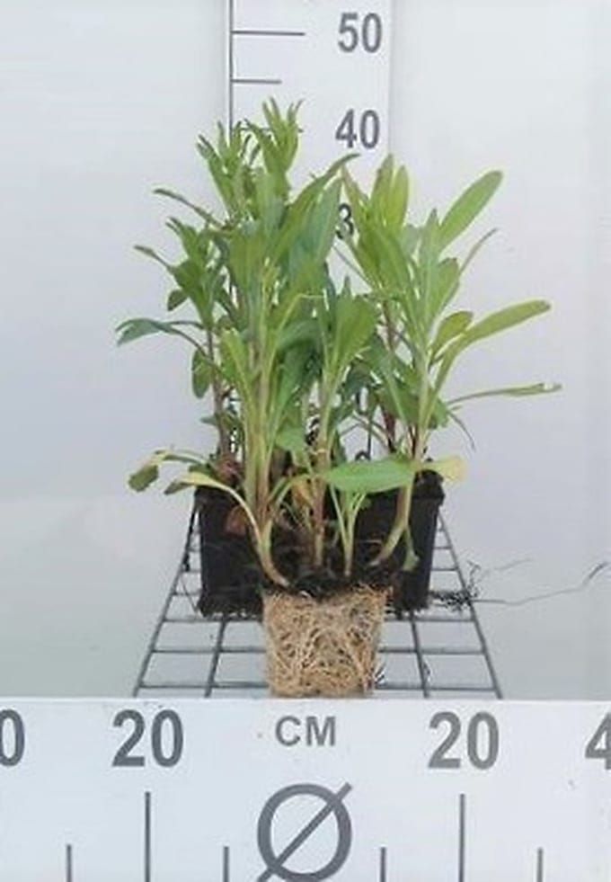 6x Margriet - Leucanthemum (m) 'Polaris' | 9x9 cm pot