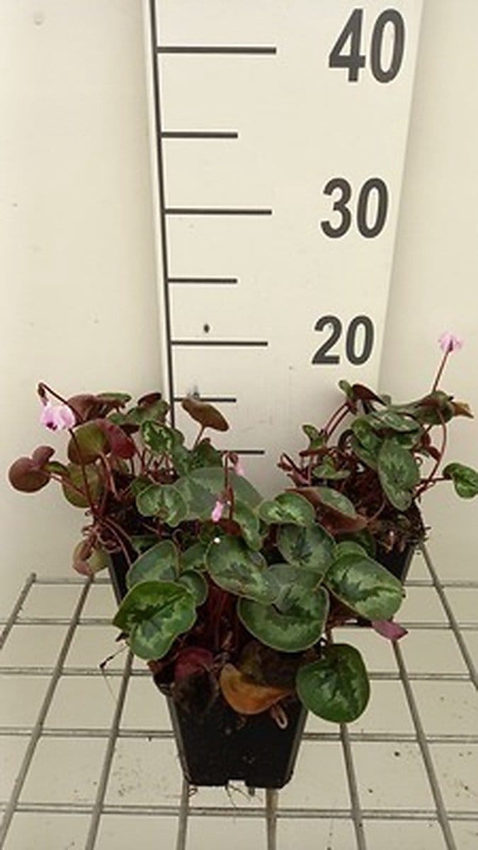 6x Alpenviooltje - Cyclamen coum | 9x9 cm pot
