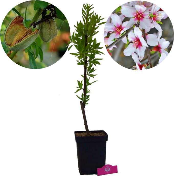 Prunus dulcis 'Tuono', amandelboom, 5 liter pot