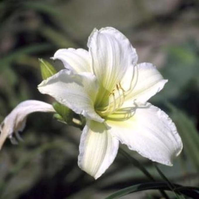 6x Daglelie - Hemerocallis hybr. 'Light The Way' | 9x9 cm pot