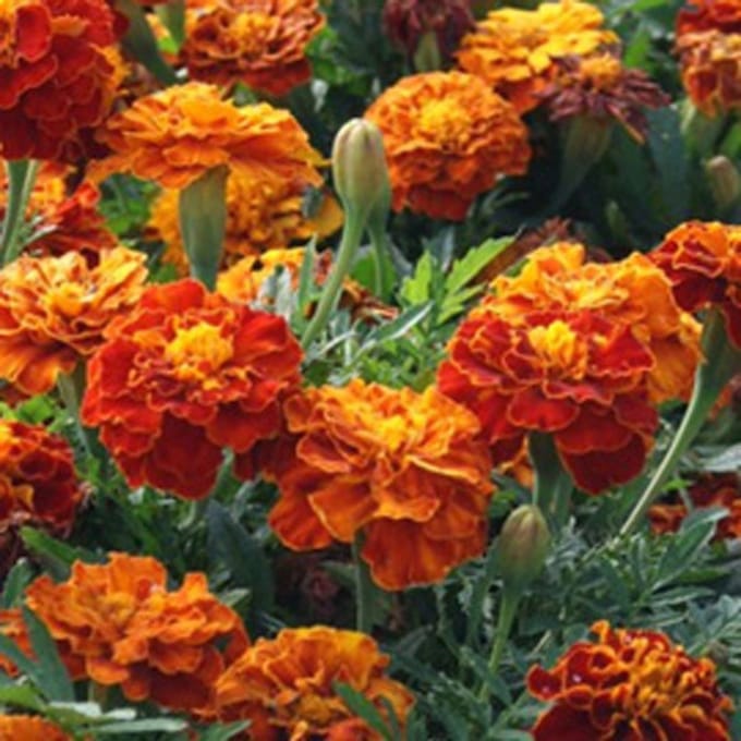 Tagetes Patula nana double ‘Sparky’ ca 5 gram