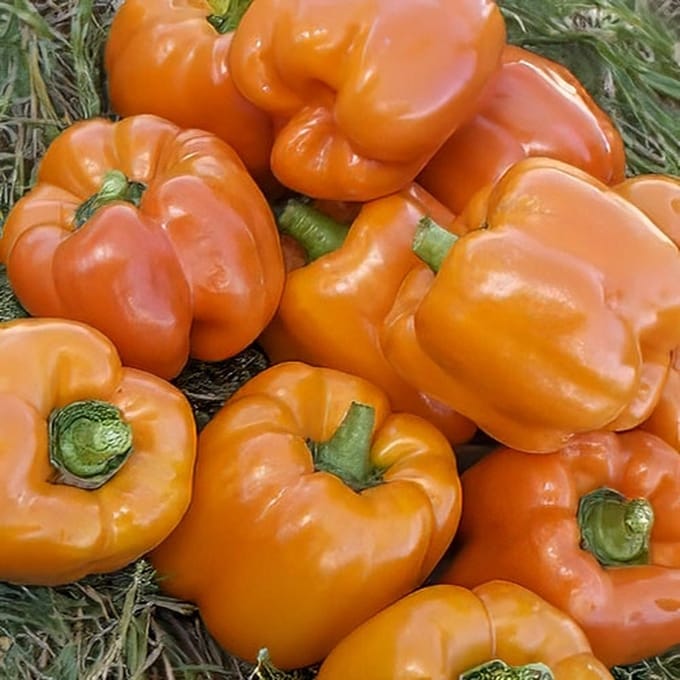 BIO paprika zaden - Cubo Orange