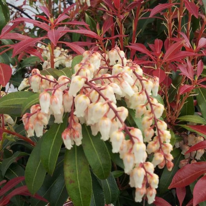 Pieris Japonica 'Mountain Fire' - Rotsheide;Lavendelheide 30-40 cm pot