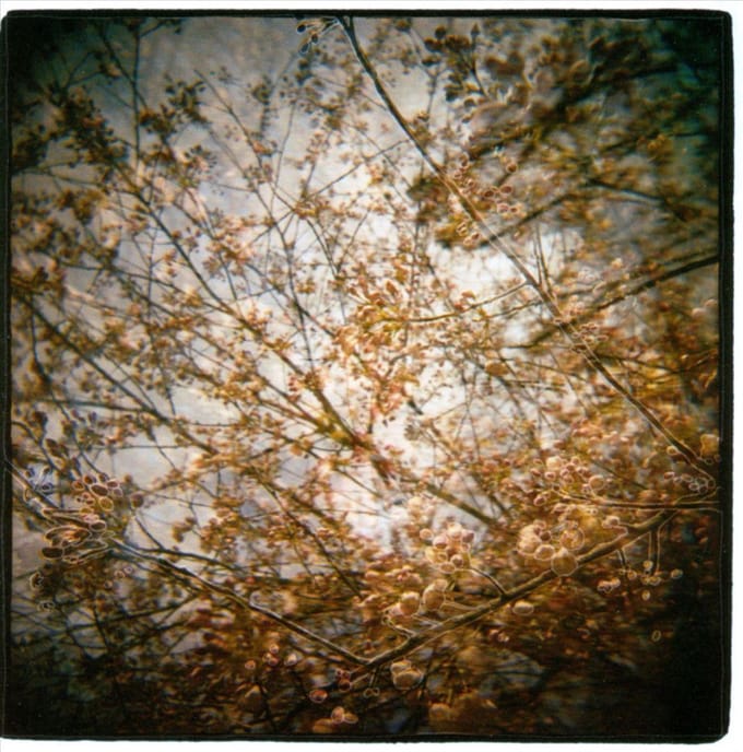 Thistled Spring