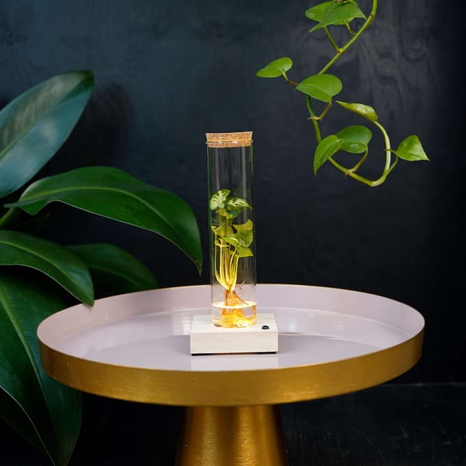 Tubes | plant in glas | Syngonium Pixie | incl LED |