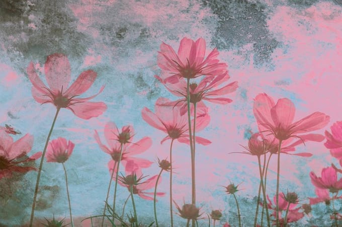 Fotobehang - Pink Flower Abstract 375x250cm - Vliesbehang