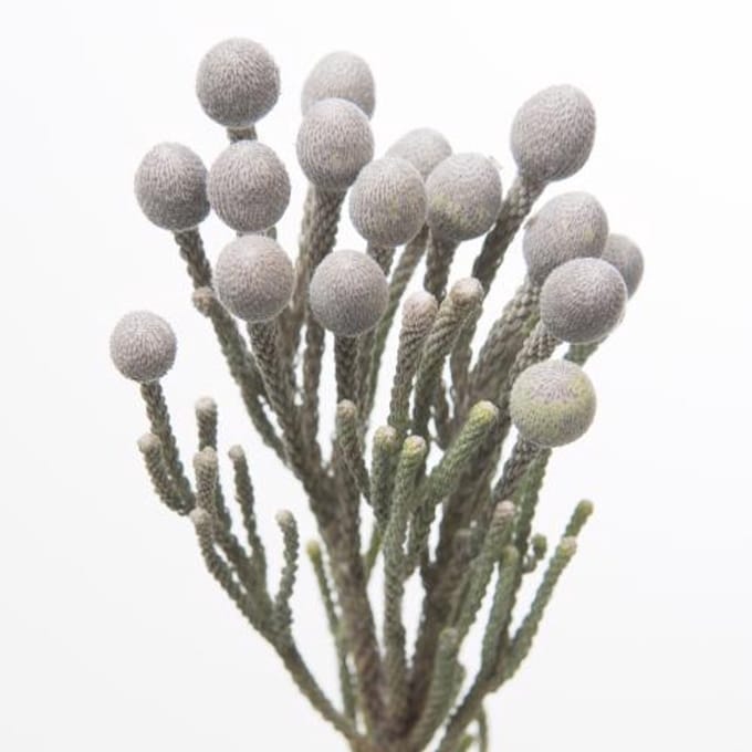 10x Pg brunia laevis 50cm
