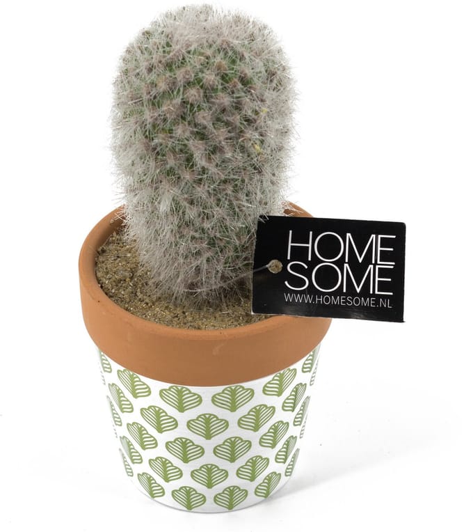 HomeBound by KY | Cactus kunst met potje | kunstplant