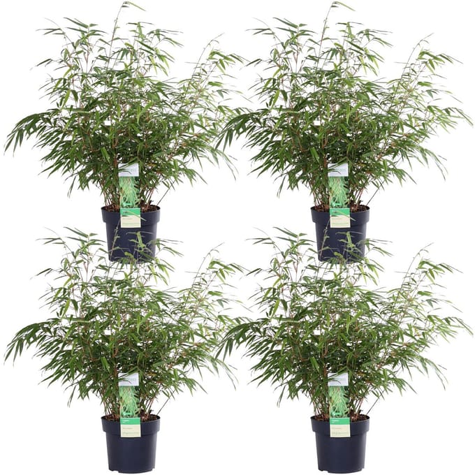 4x Fargesia rufa - ↨60cm - Ø19