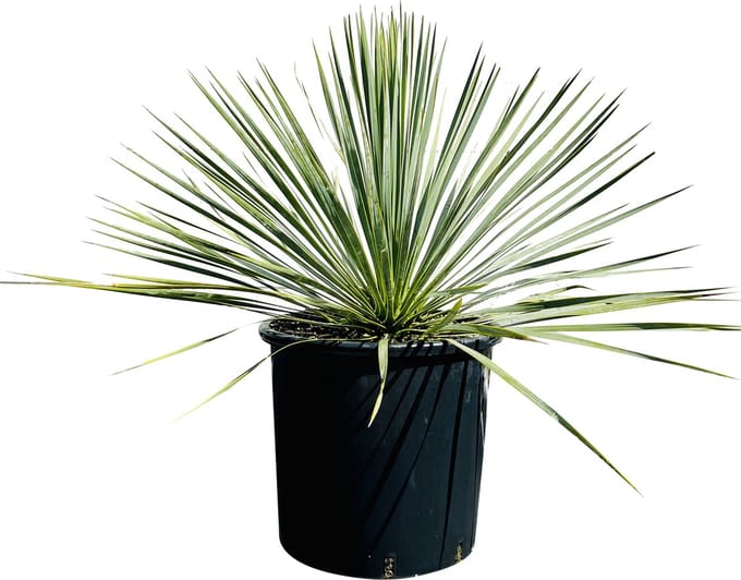Palmboom - Yucca Rostrata - Pot ⌀ 30 cm - Hoogte  50-60cm