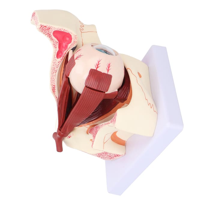 Modèle d'œil humain détachable, grossissement 3x, modèle anatomique transparent pour l'enseignement médical beige