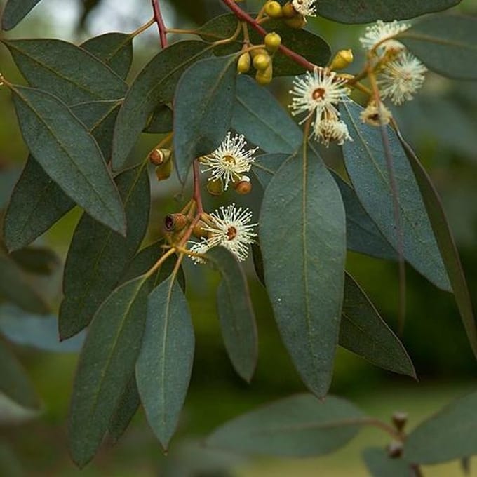 Eucalyptus Gunnii - Kardinaalsmuts 60-80 cm pot