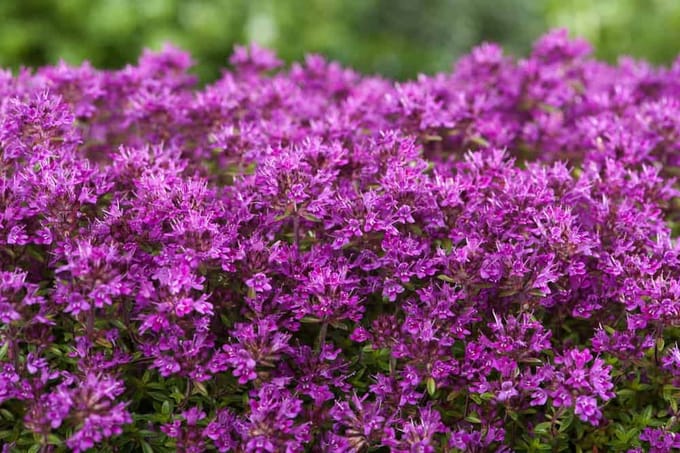 Thymus pr. Red Carpet - Set van 12 - Kruiptijm - Pot P9
