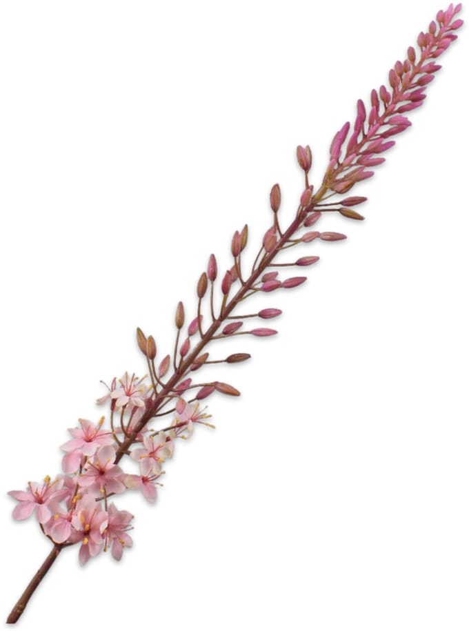 Silk-ka Kunstbloem-Zijden Bloem Eremurus Steel Roze 107 cm